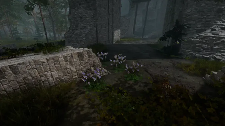 Aconit tue-loup (5x)