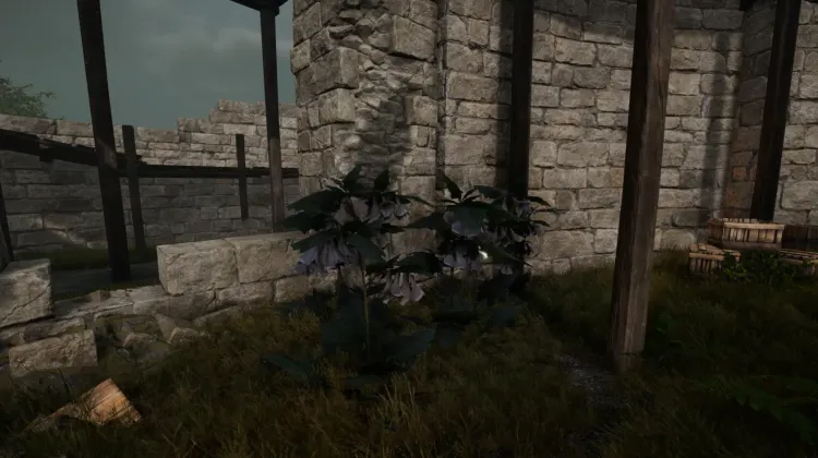 Ronces du Diable (5x)