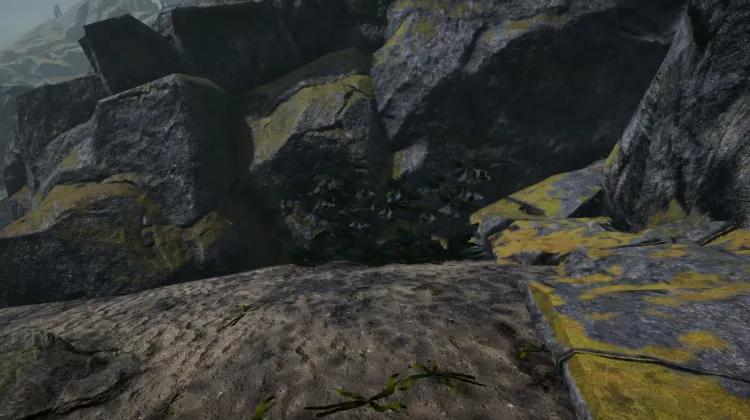 Ronces du Diable (5x)