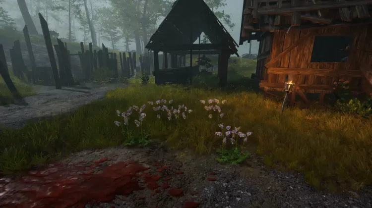 Aconit tue-loup (5x)