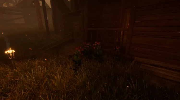 Racine de bardane (5x)