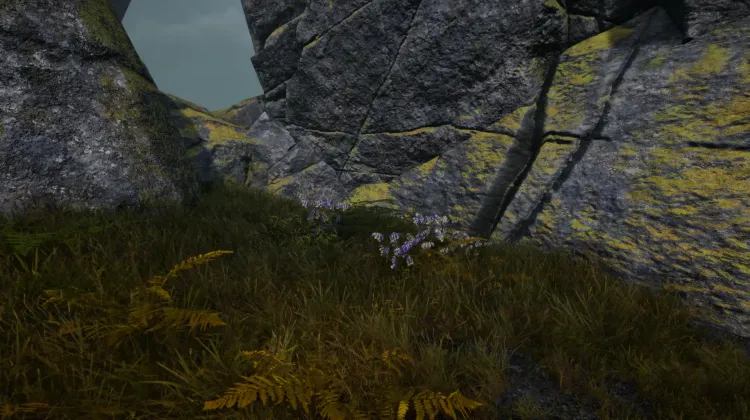 Aconit tue-loup (5x)