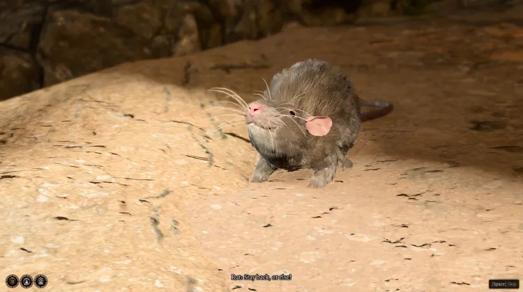 Ratto