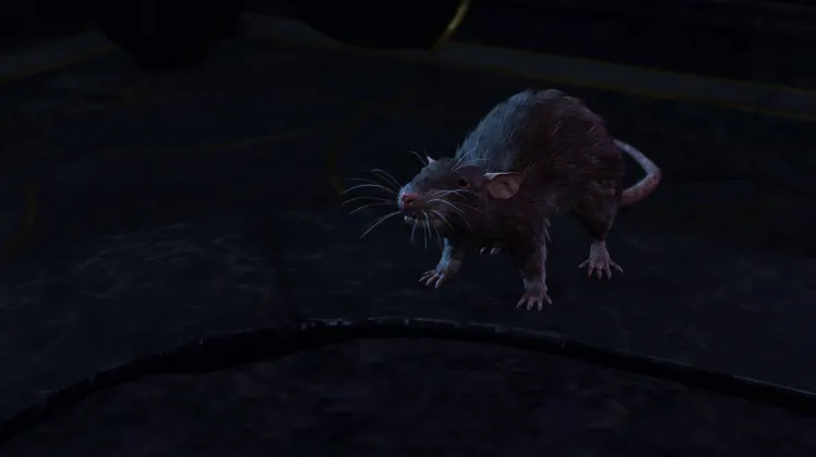 Tikus