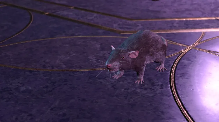 Tikus
