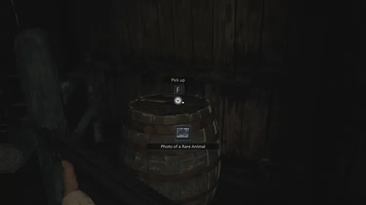 Foto de um Animal Raro