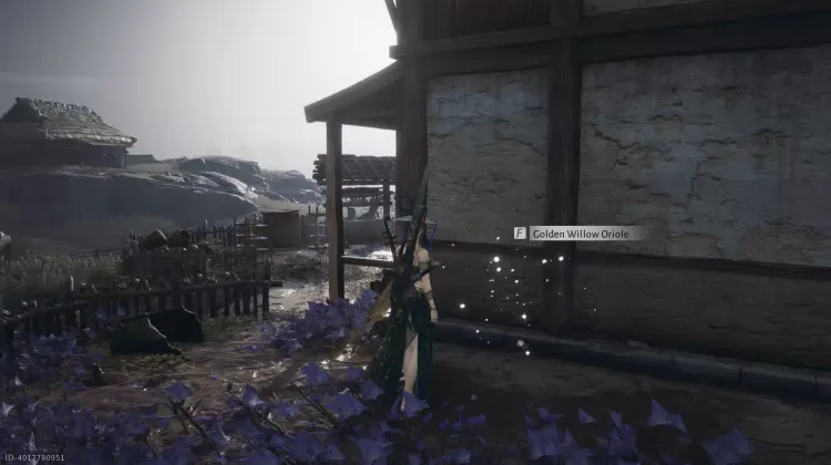 Oriole du Saule Doré