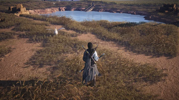 Crapaud Rayon de Lune