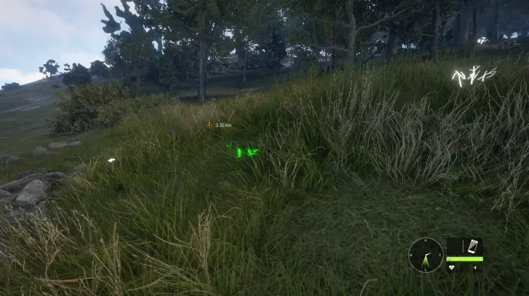 Eurasian Pine Marten