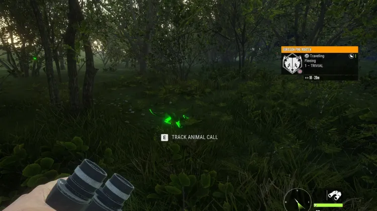 Eurasian Pine Marten