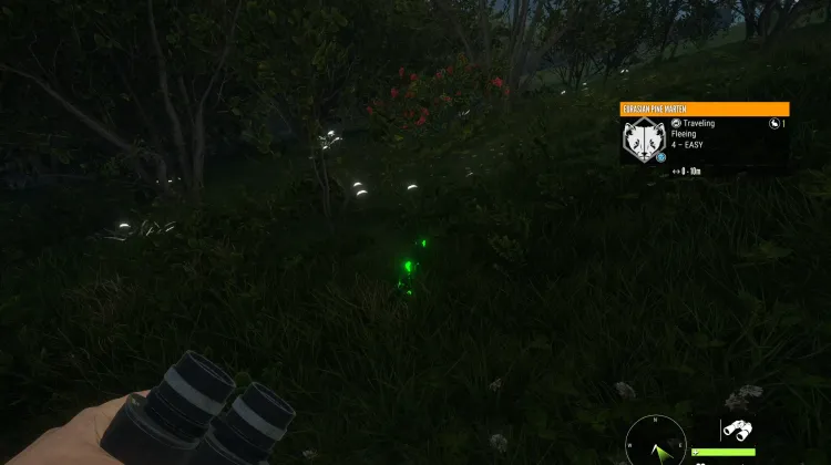 Eurasian Pine Marten