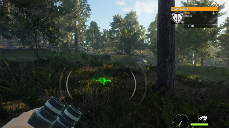 Eurasian Pine Marten