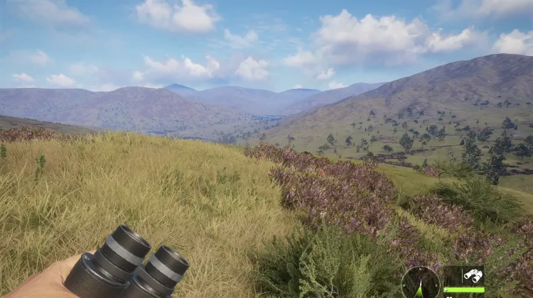 Eurasian Pine Marten