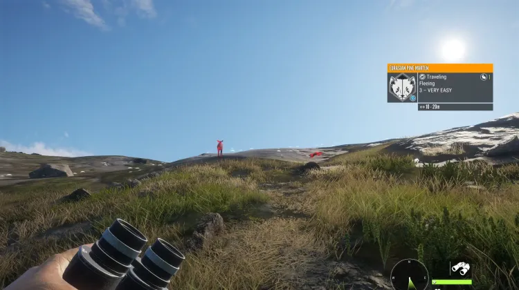 Eurasian Pine Marten