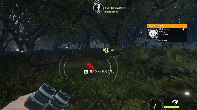 Eurasian Pine Marten