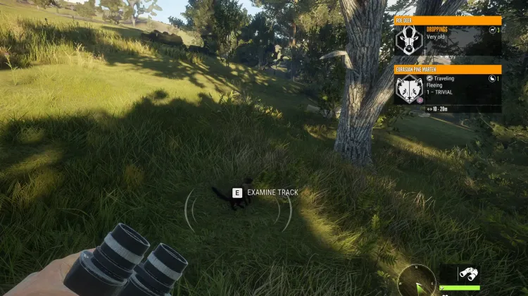 Eurasian Pine Marten