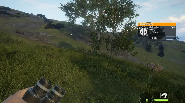 Eurasian Pine Marten