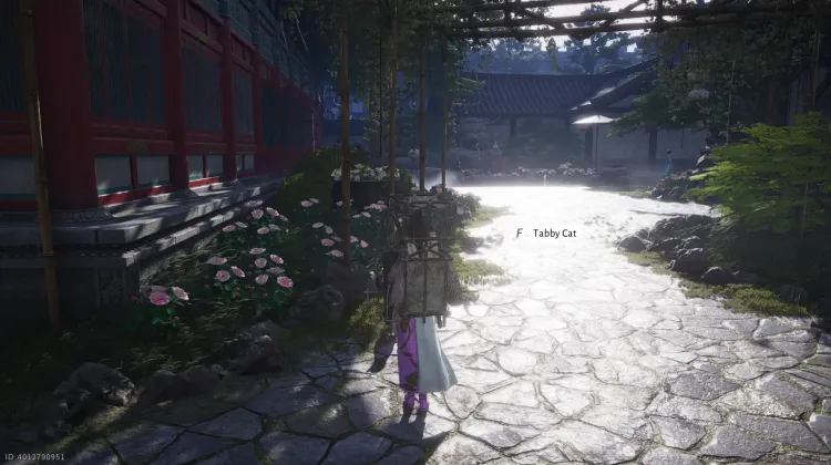 Chaton - Chat Tigré