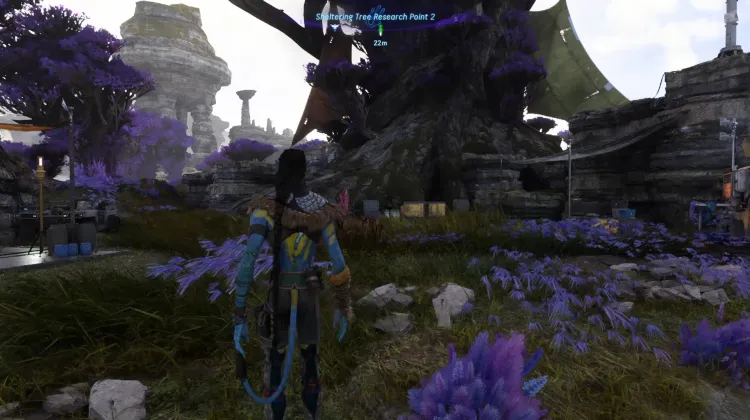 Sheltering Tree Research Point 2