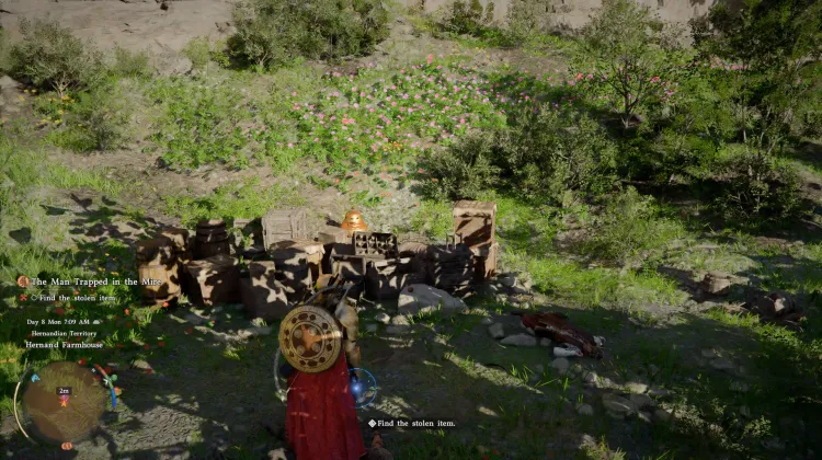 Hornless Goat