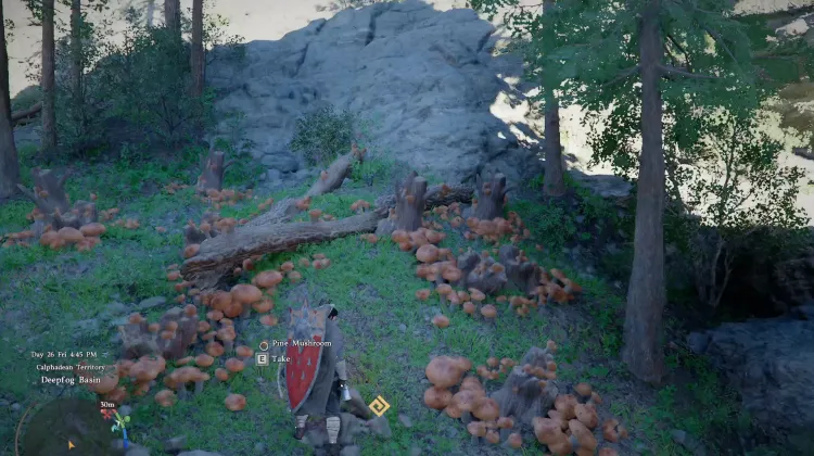 Pine Mushrooms