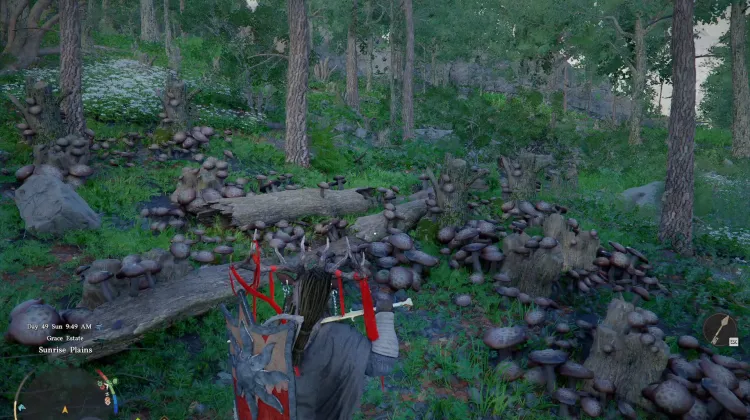 Oakwood Mushrooms