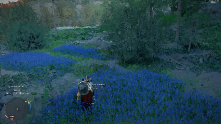 Blue Lavander