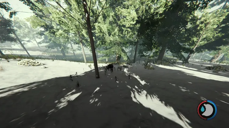 Boars