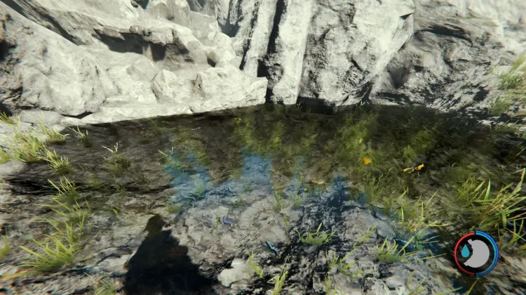 Fishes