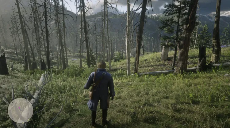 Black Bone Forest