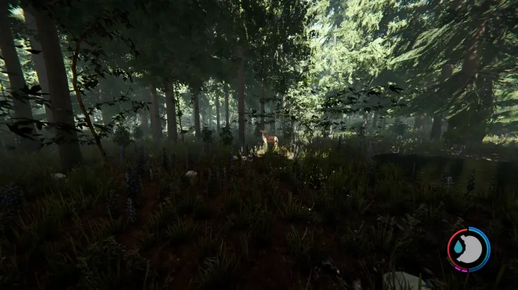 Cerfs