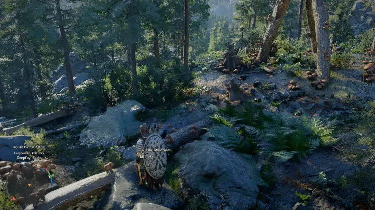 Pine Mushrooms