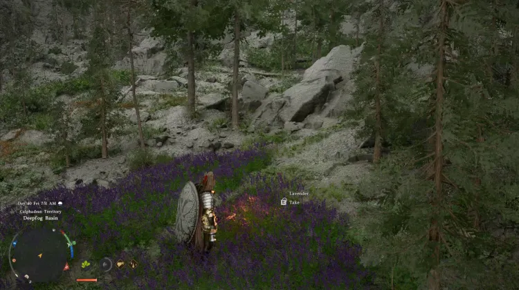 Lavender