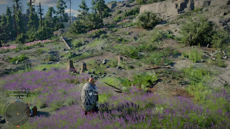 Lavender
