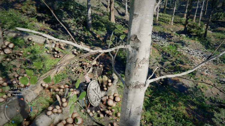Oakwood Mushrooms
