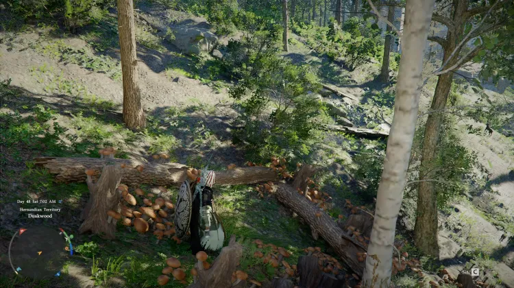 Pine Mushrooms
