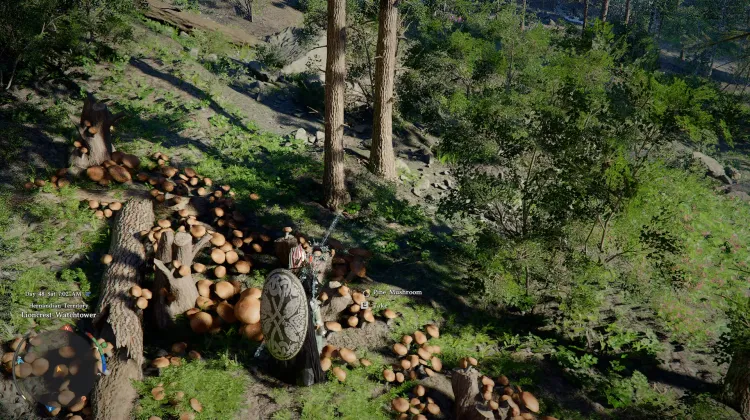 Pine Mushrooms