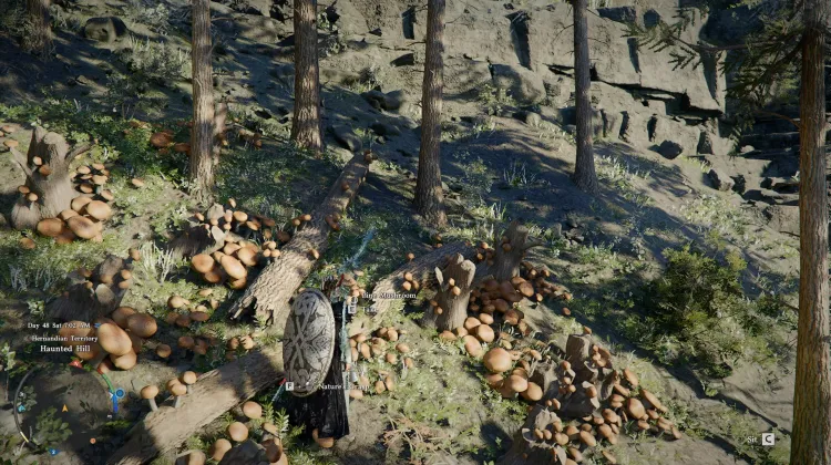 Pine Mushrooms