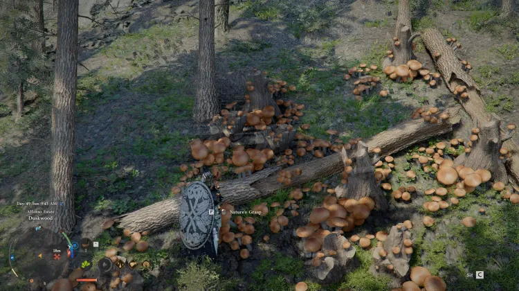 Pine Mushrooms