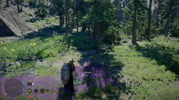 Lavender