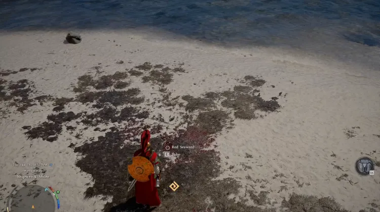 Red Seaweed
