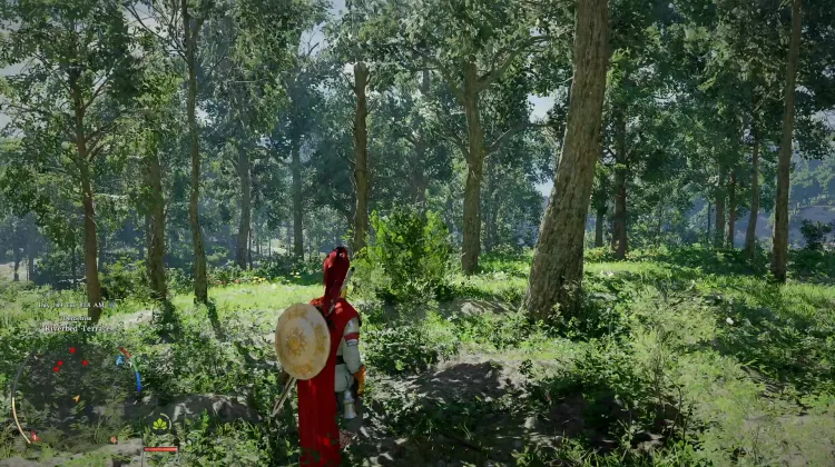 Osservatore degli Alberi