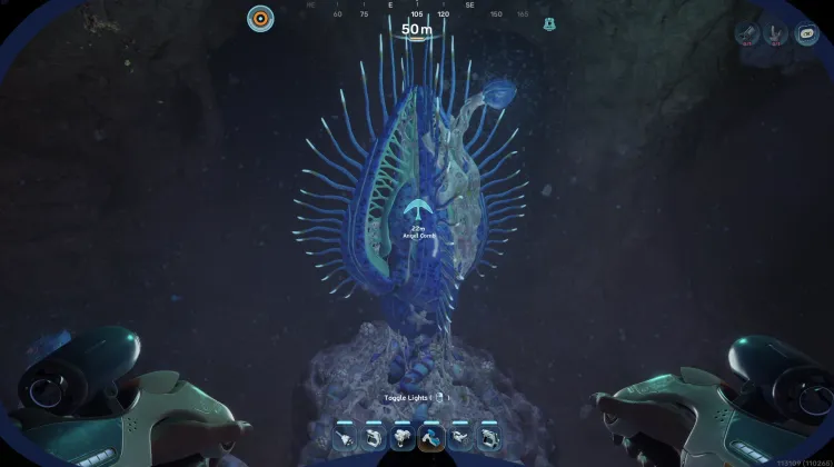 Coral Gardens Blighted Angel Comb