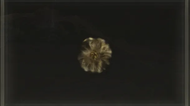Runa d'Oro [6]