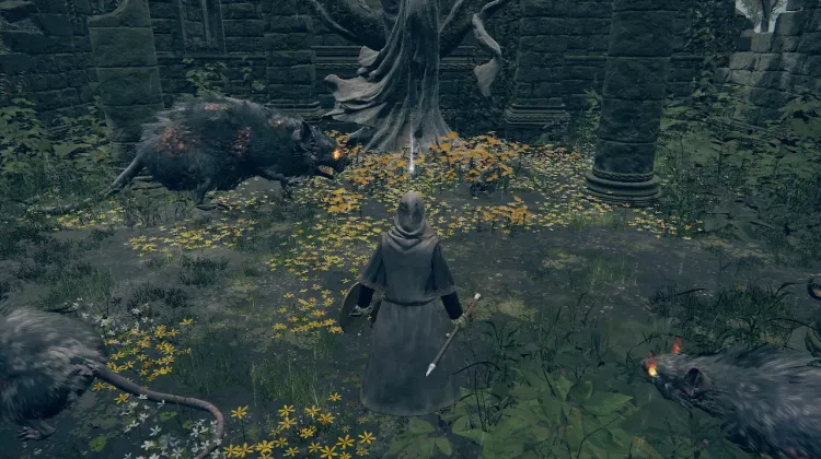 Sacred Tear