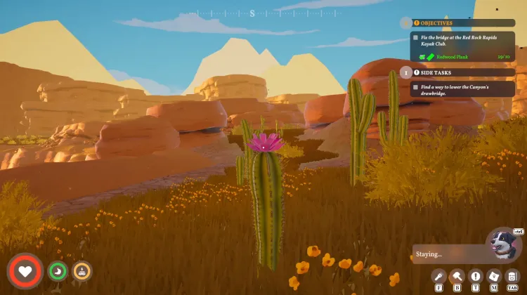 Cactus Flower