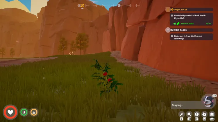 Wild Tomato