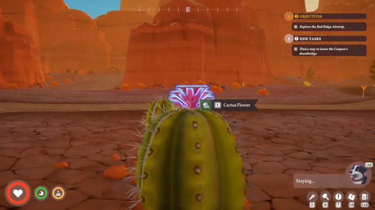 Cactus Flower