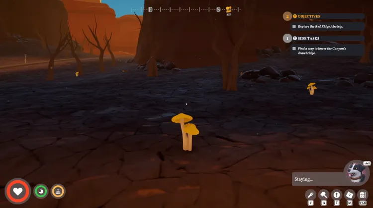 Golden Bolete x5