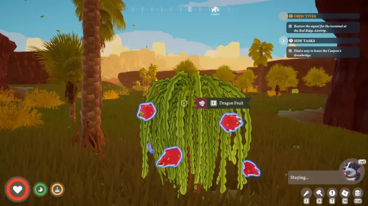 Dragonfruit
